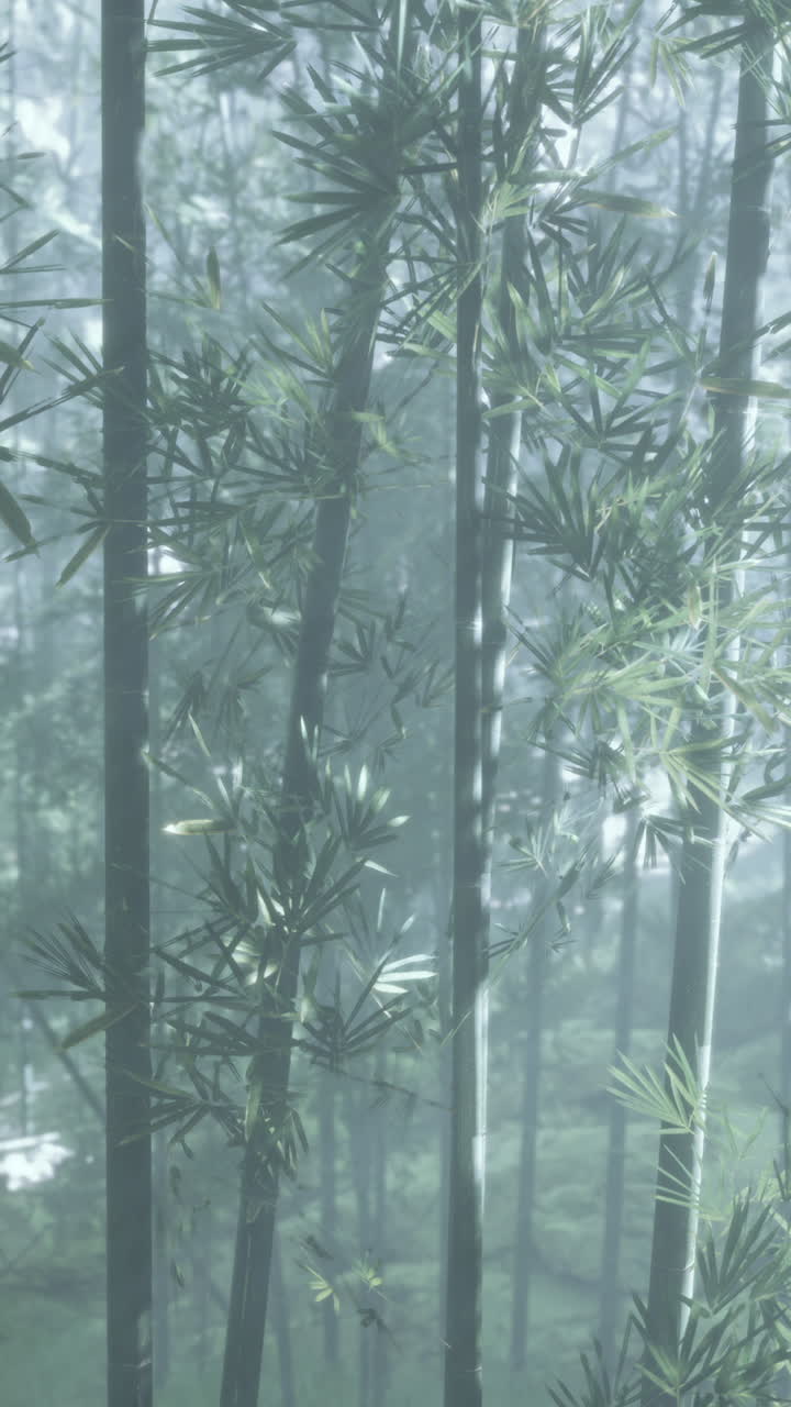 el bosque de bambú brumoso