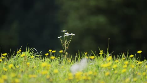 una sola flor de manzanilla se pega por encima del campo lleno de flores de mantequilla