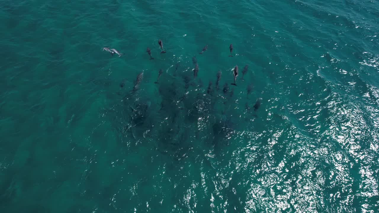 Drone shot of a pod of dolphins swimming together and jumping.