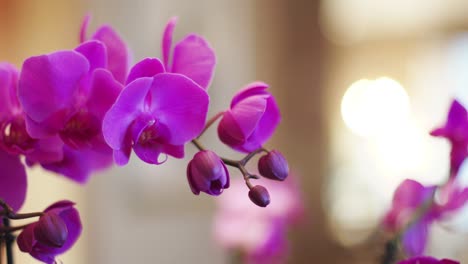 vibrant pink orchid in focus in foreground with bokeh in background