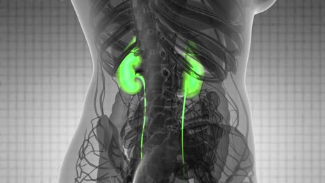 Science-Anatomy-Scan-Of-Human-Kidneys