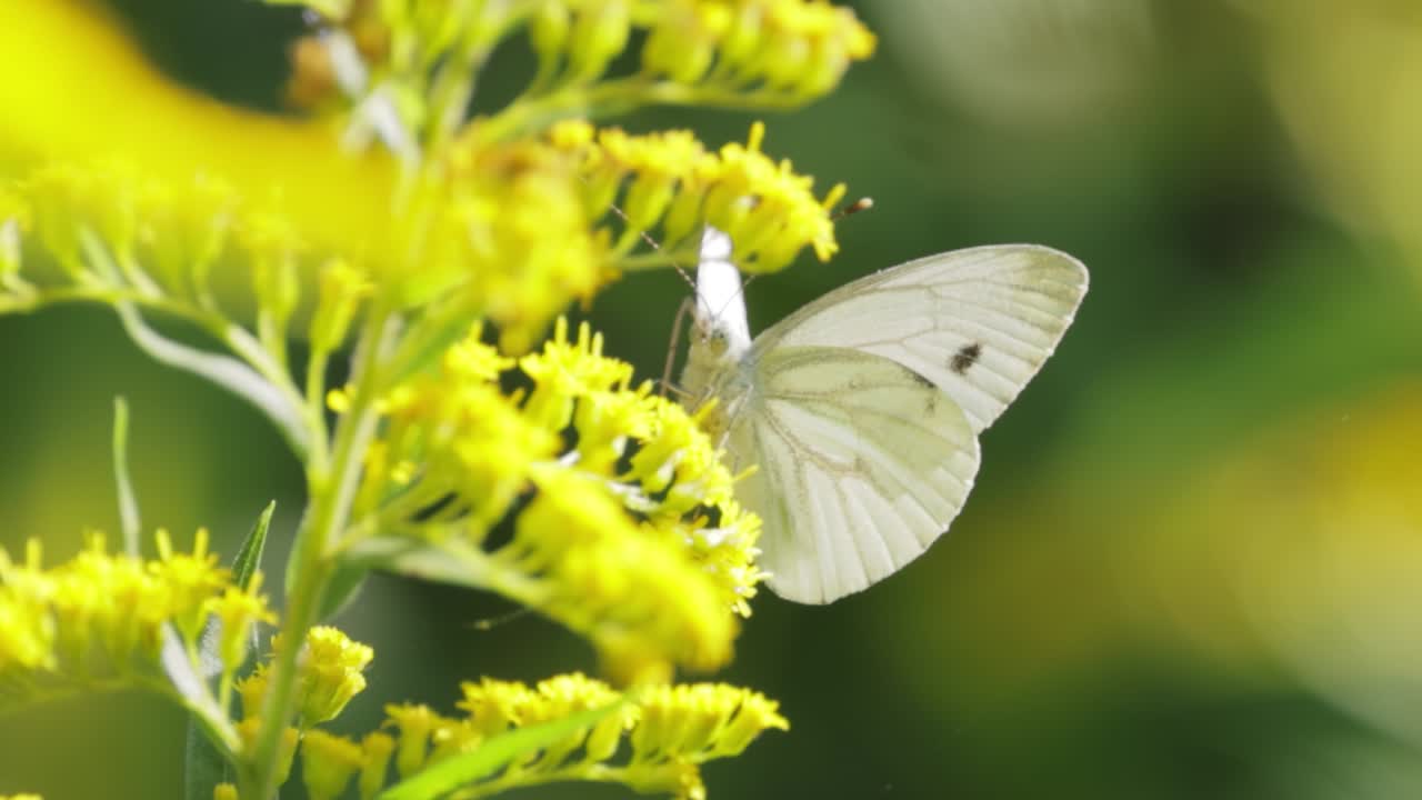 큰  ⁇  나비 (pieris brassicae) 는 유럽, 북아프리카, 아시아 전역에서 흔히 볼 수 있는 큰  ⁇  나비입니다. 종종 농업 지역, 초원 및 공원에서 볼 수 있습니다.