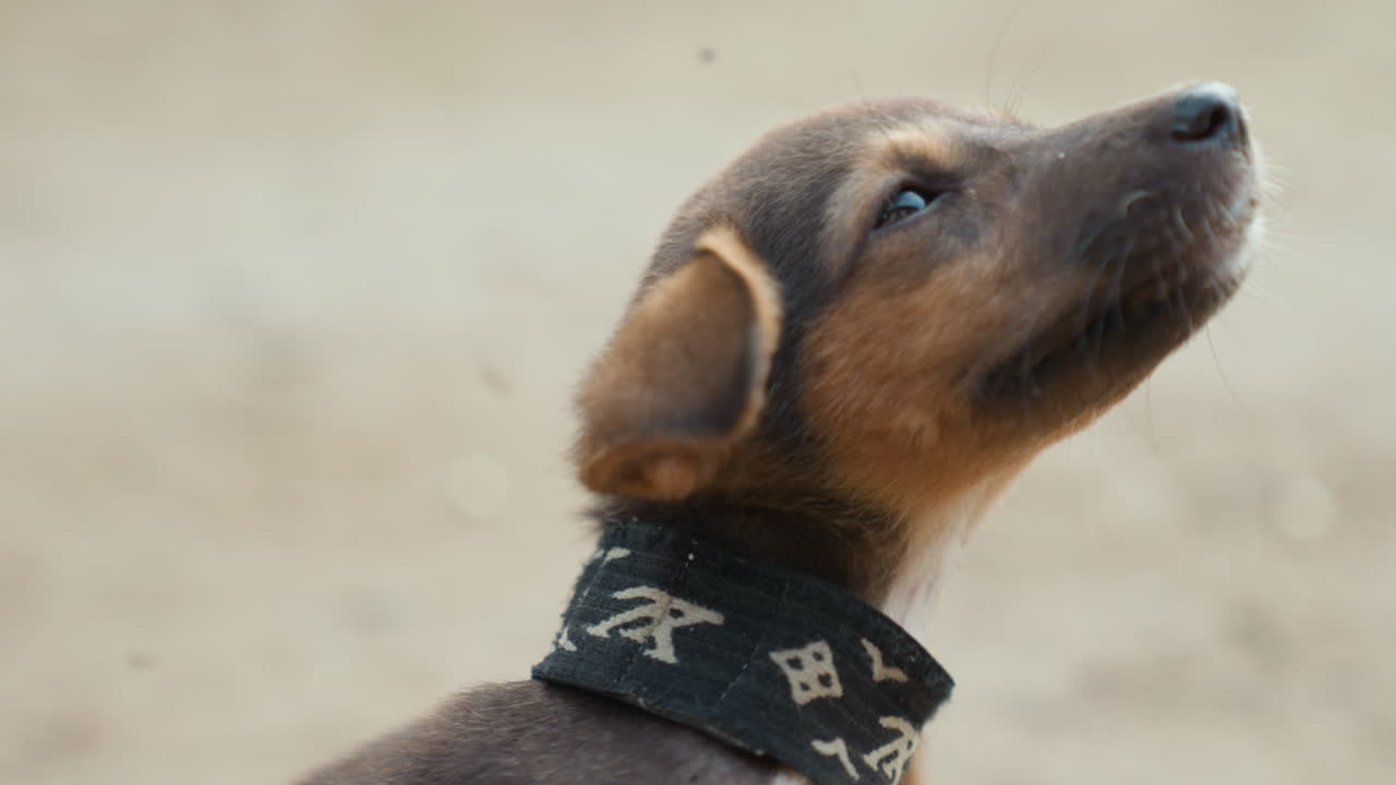 黒い首輪をした愛らしい茶色い子犬が、好奇心と希望に満ちた眼差しで熱心に上を見上げている。