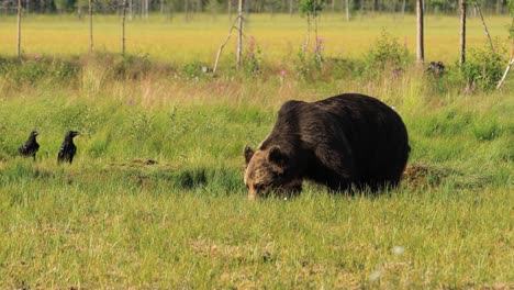 brown bear (ursus arctos) in wild nature is a bear that is found across much of northern eurasia and north america. in north america, the populations of brown bears are often called grizzly bears.