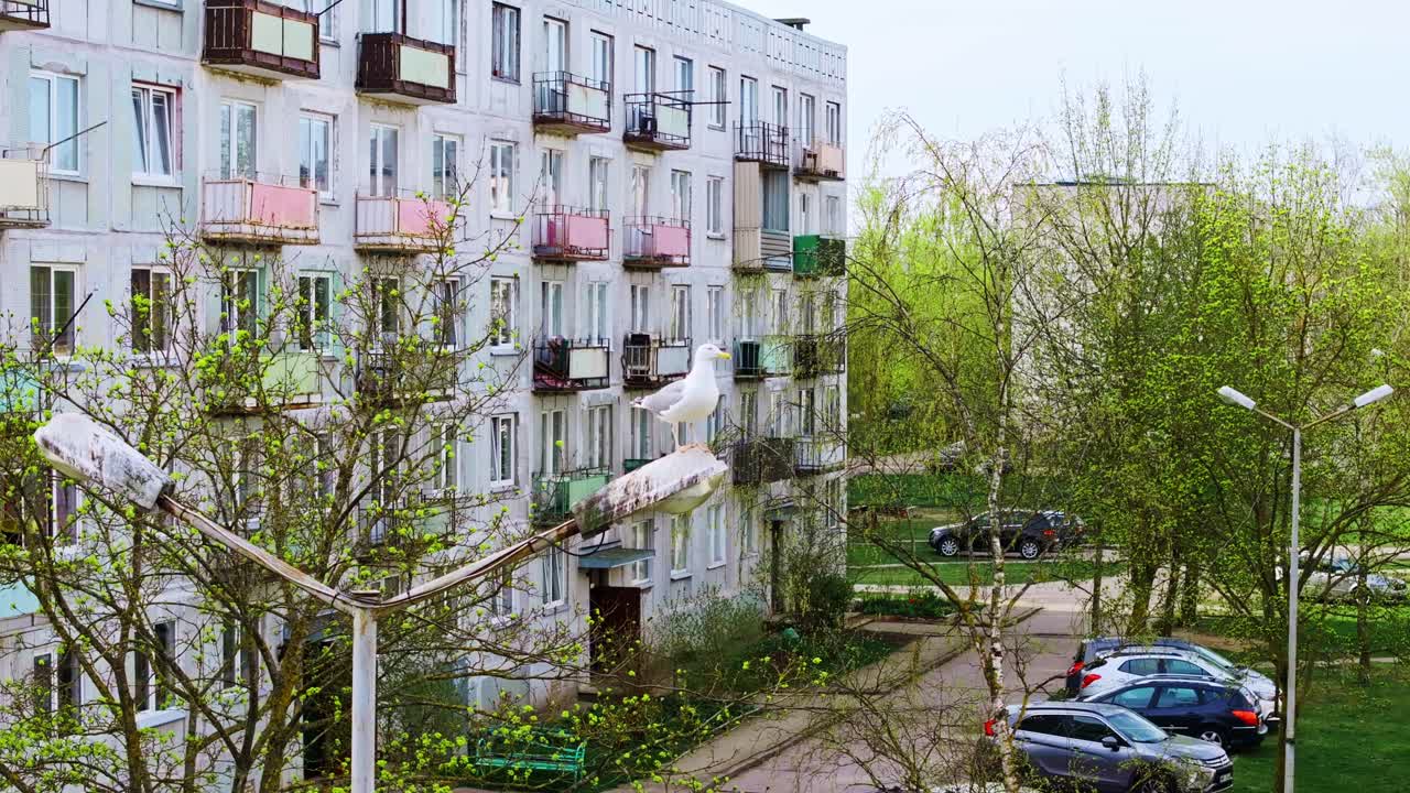 Gritty scene of seagull resting in post-Soviet courtyard in Liepaja Latvia, Karosta