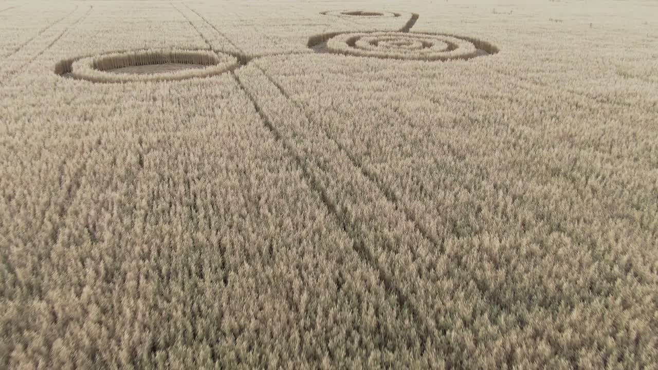 círculos de cultivo en un campo de trigo