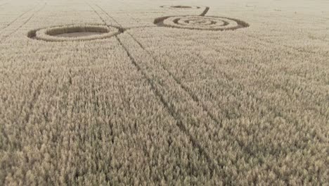 crop circles in a wheat field