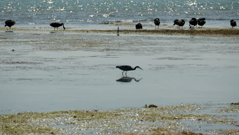 Young-heron-water-bird-poised-to-strike-on-prey-in-the-water