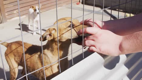 Abandoned-dog-locked-up-in-a-shelter