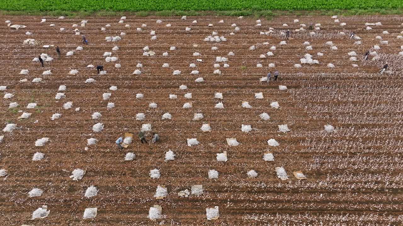 trabajadores de campo recogiendo tallos de algodón decorativos empaquetándolos en hojas de nylon protectoras