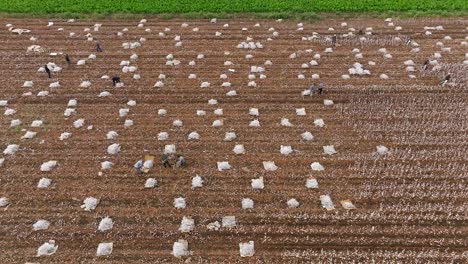 Trabajadores-De-Campo-Recogiendo-Tallos-De-Algodón-Decorativos-Empacándolos-En-Láminas-Protectoras-De-Nailon