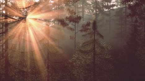 sun rays streaming through a misty forest