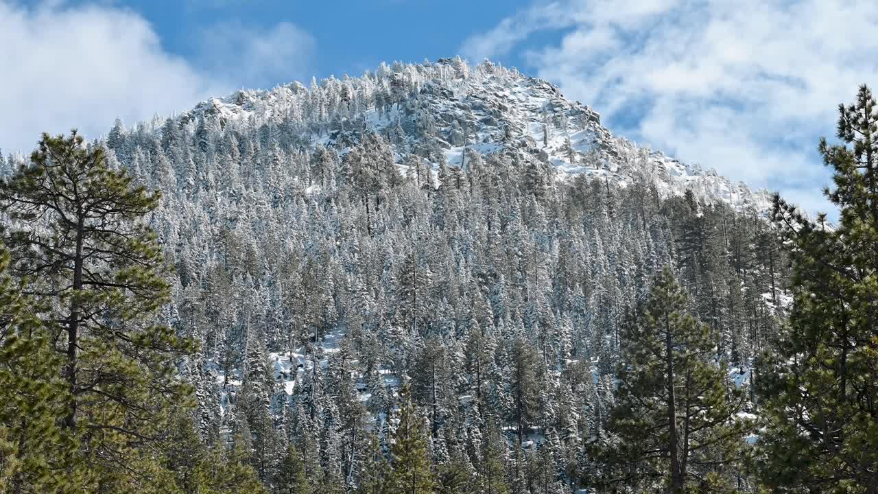 Snow-covered mountain peak with evergreen trees in the foreground under a bright blue sky