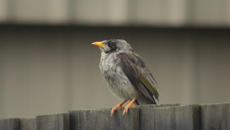 Lauter-Bergmann-Vogel-Thront-Auf-Zaun-Nass-Regnet-Australien-Gippsland-Victoria-Maffra