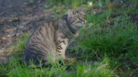 gato joven está mirando a su alrededor