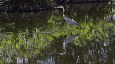 Great-blue-heron-in-breeding-plumage,-hunting-in-water,-with-reflection,-Wakodahatchee,-Florida,-USA