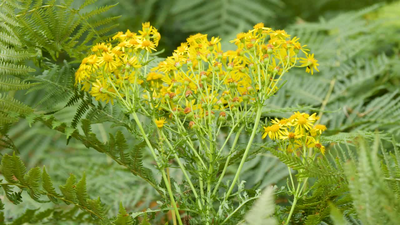 Slow camera push through lush green ferns toward blooming yellow wildflowers, soft natural daylight