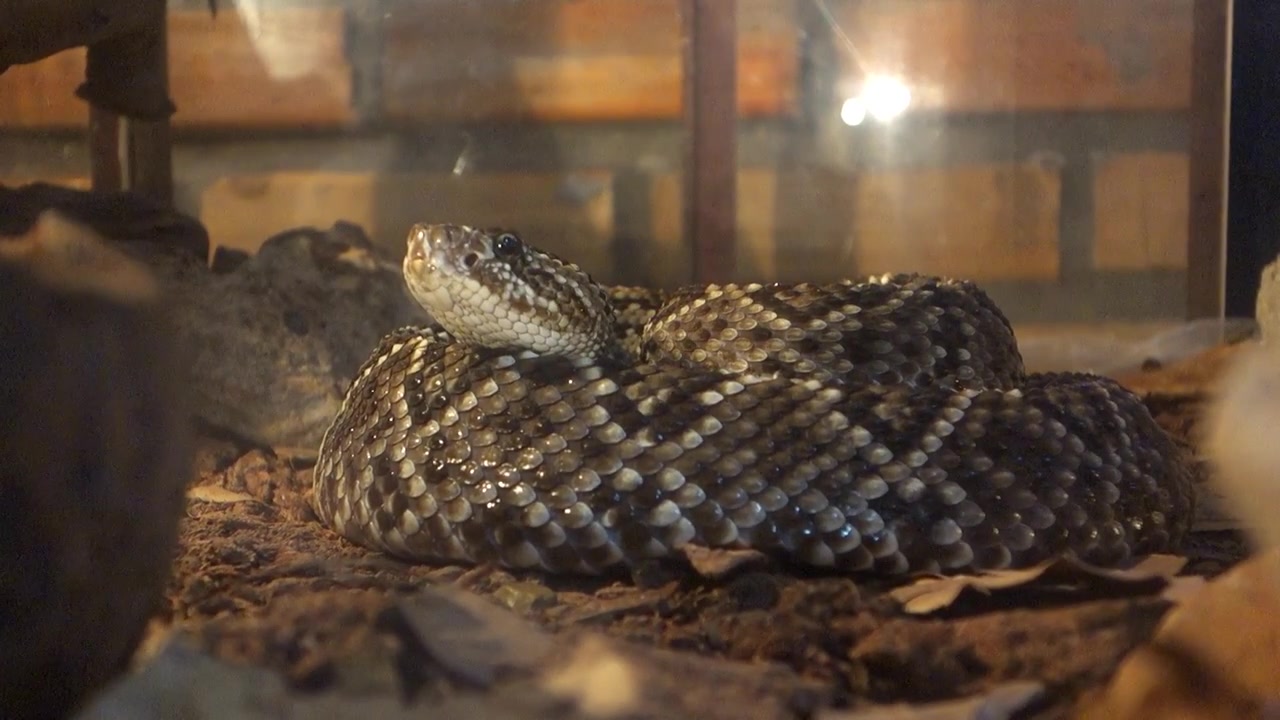 Serpente Crotalus durissus, o serpente a sonagli sudamericano, annusa con la lingua. In acquario.