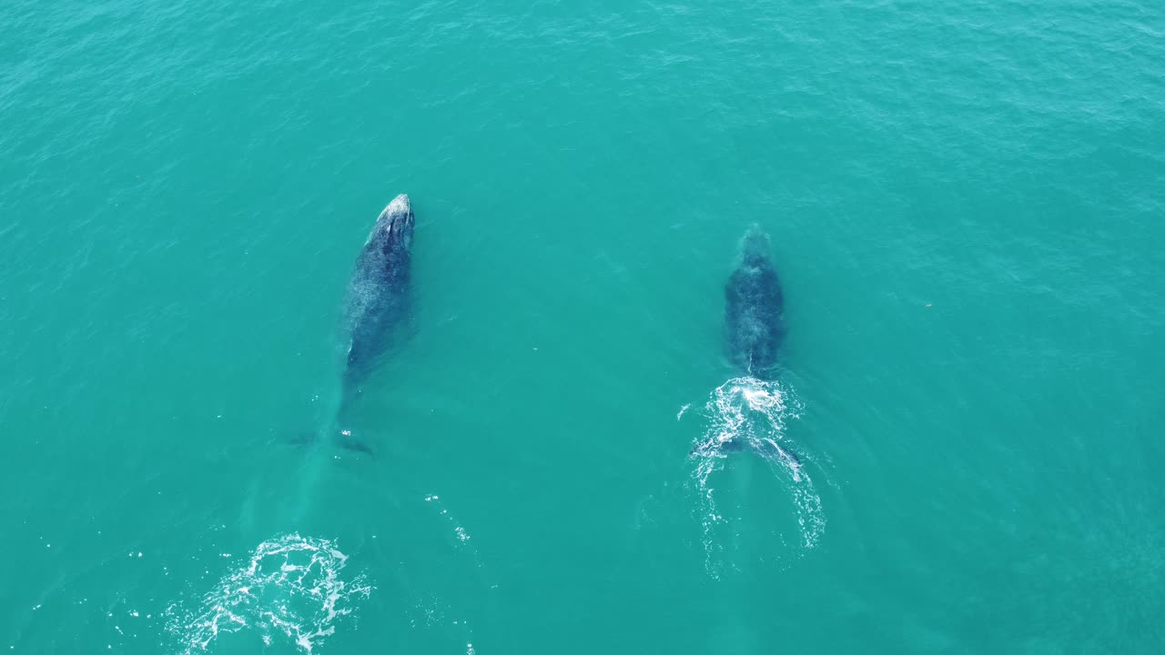 Whales in the Ocean