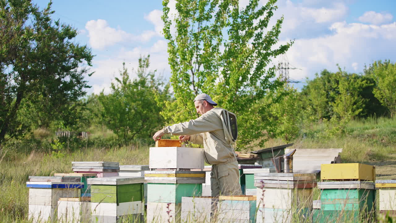 Adult male apiarist putting a honey frame into a hive. Experienced beekeeper taking care of his farm and bees. Nature backdrop.