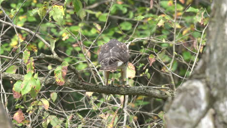 Un-Halcón-Sentado-En-Un-árbol-Antes-De-Volar-Tras-Una-Presa