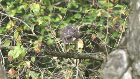 un halcón sentado en un árbol antes de volar tras una presa