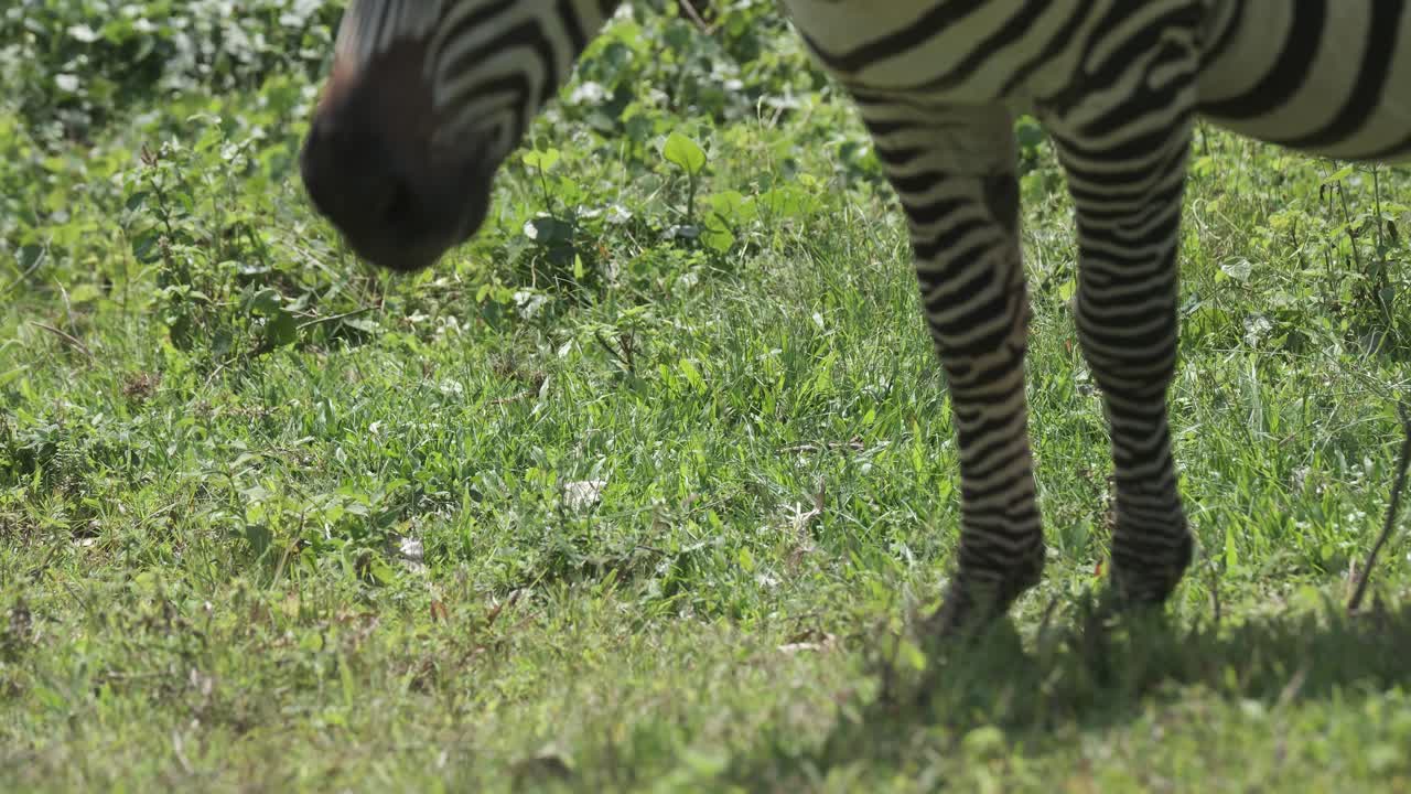 Plains Zebra eating grass in Uganda, Africa, Handheld shot