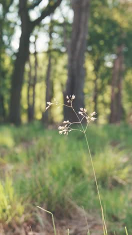 wildflower in a forest