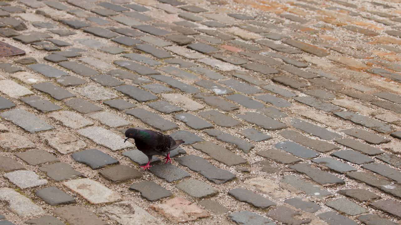 Single pigeon walks across cobblestone pavement in daylight, captured with steady camera and natural lighting