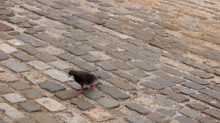 Single pigeon walks across cobblestone pavement in daylight, captured with steady camera and natural lighting