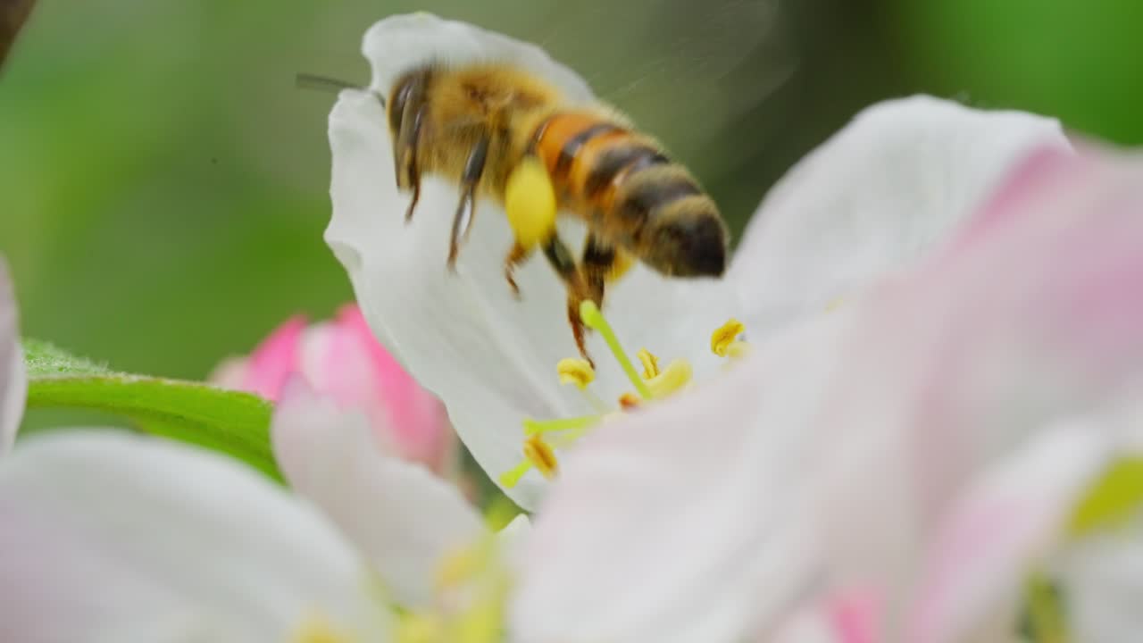 Bee collecting pollen on apple flower in spring, slow motion macro nature shot