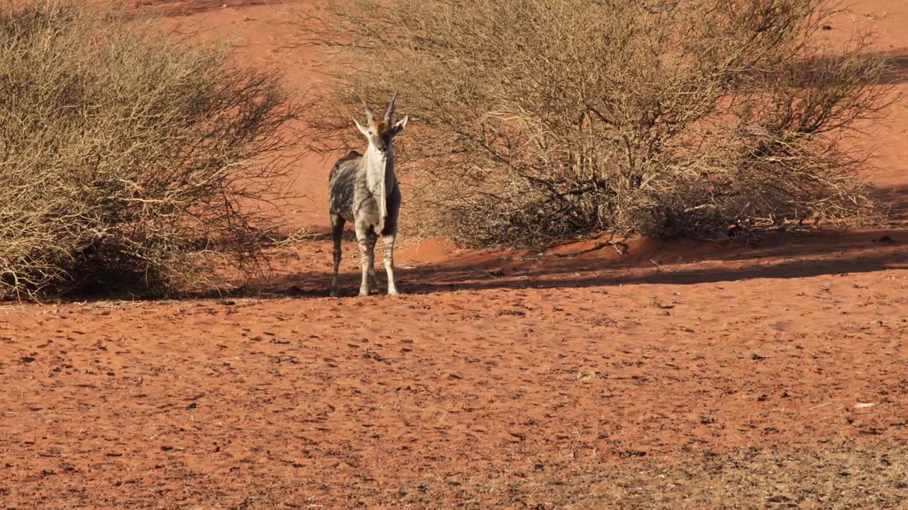 un antílope parado solo en el desierto mirando a la cámara