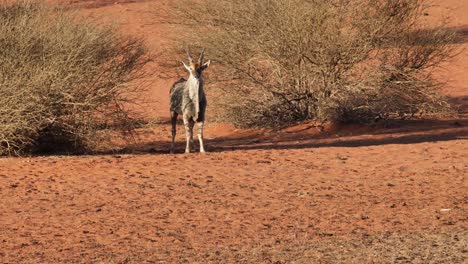 Un-Antílope-Parado-Solo-En-El-Desierto-Mirando-A-La-Cámara