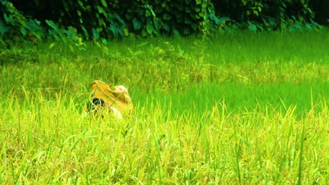 Portrait-Of-An-Asian-Farmer-Harvesting-Rice-Crop-On-Fields