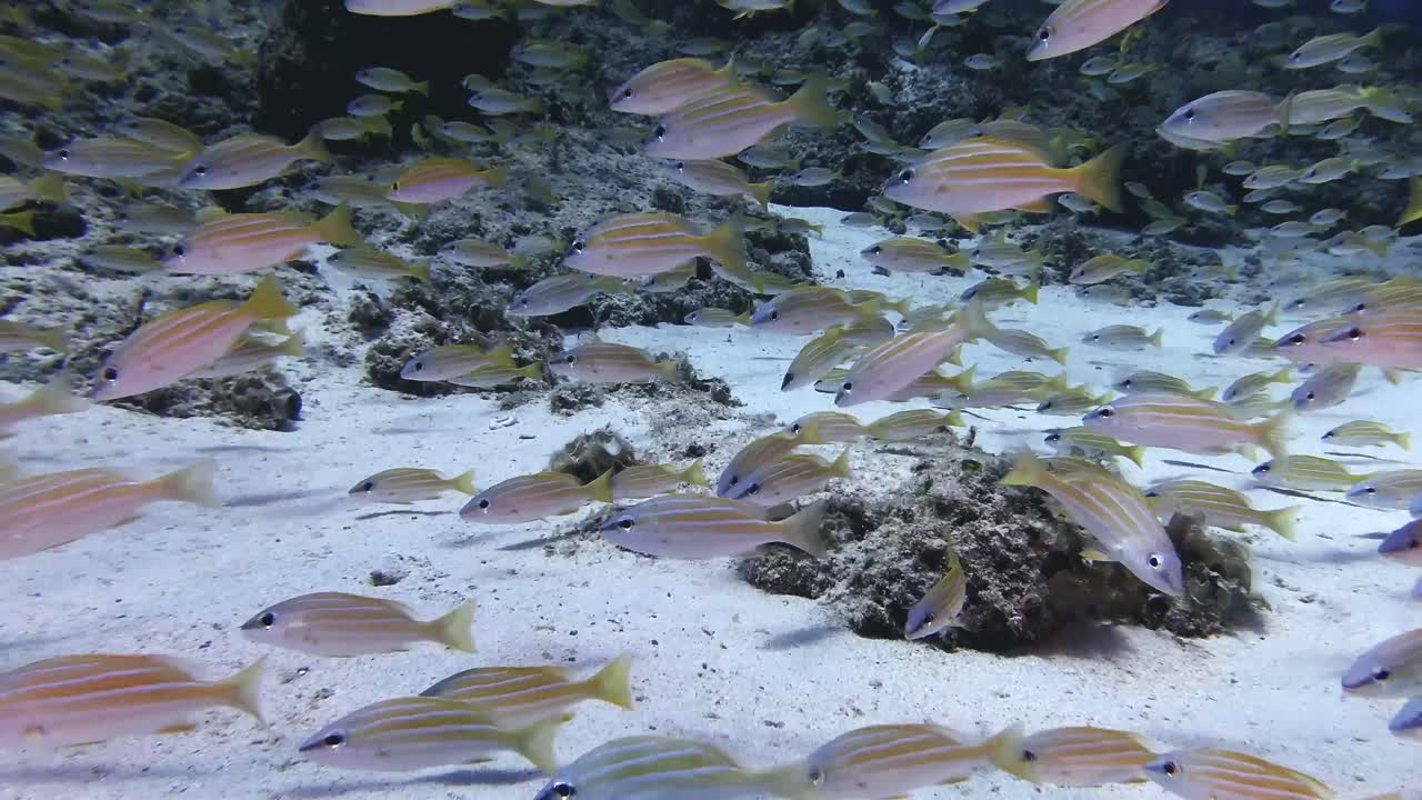 Shoal of snapper fish close up underwater in Mauritius Island