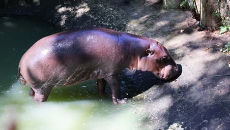hippopotamus walking near water in chonburi, thailand