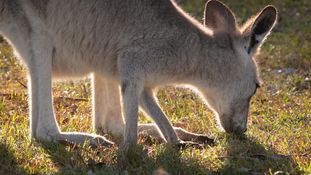 canguro gris del este alimentándose en el sol de la mañana, parque de conservación del lago coombabah, gold coast, queensland