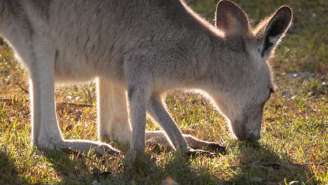 Tiro-Cercano-Canguro-Gris-Oriental-Alimentándose-Bajo-El-Sol-De-La-Mañana,-Parque-De-Conservación-Del-Lago-Coombabah,-Costa-Dorada,-Queensland