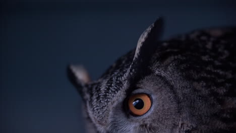 Eurasian-Eagle-Owl-pouncing-on-prey-at-night