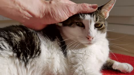 el macho mima a su gato con la mano