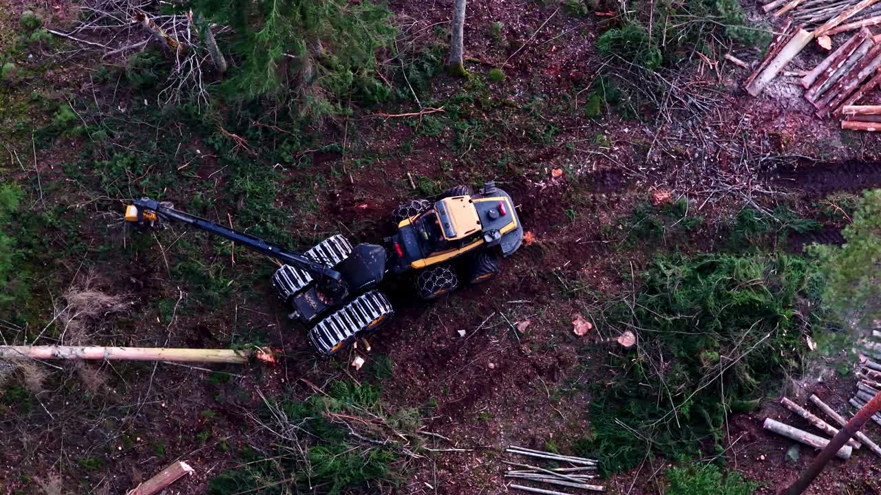 Logging machine harvesting timber. Aerial view of harvester cutting down trees in forest