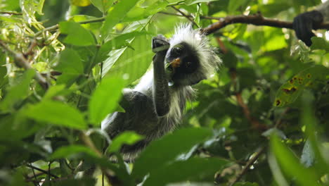 red colobus monkey infant feeding on leaves next to mother, zanzibar, tanzania