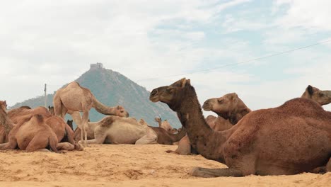 Camels-at-the-Pushkar-Fair,-also-called-the-Pushkar-Camel-Fair-or-locally-as-Kartik-Mela-is-an-annual-multi-day-livestock-fair-and-cultural-held-in-the-town-of-Pushkar-Rajasthan,-India.