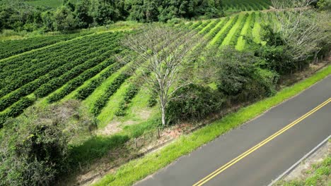 árbol-Escénico-En-La-Escena-Del-País-En-El-Paisaje-Rural