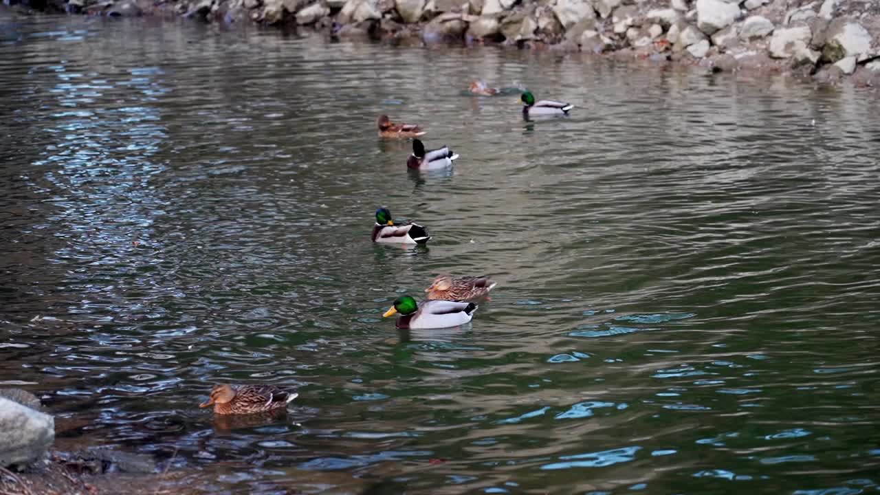 Group of ducks swimming in a calm pond