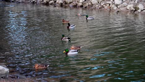 group of ducks swimming in a calm pond