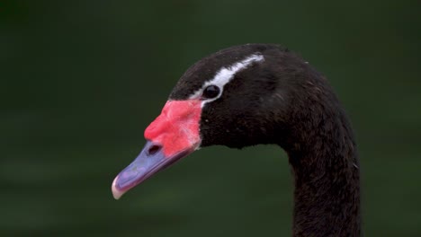 extreme close up of a black-necked swan swimming peacefully on a lake