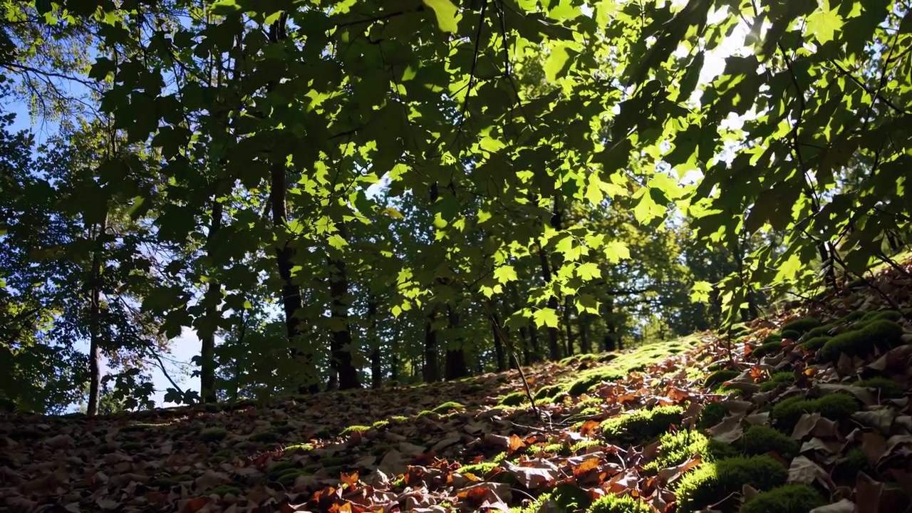 Luce solare dorata che illumina foglie verdi e il sottobosco
