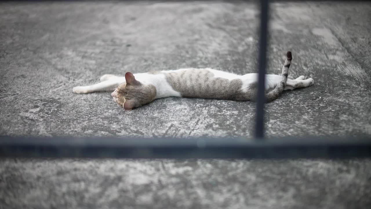 Cat sleeping outside on concrete floor by its side