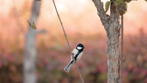 Japanese-Tit-Bird-Perched-on-Thing-Twig-At-Sunset-With-Beautiful-Red-to-Pink-Gradient-Blurred-Backgorund-of-Autumnal-Forest